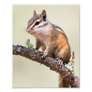 Impression Photo Mignonne chipmunk