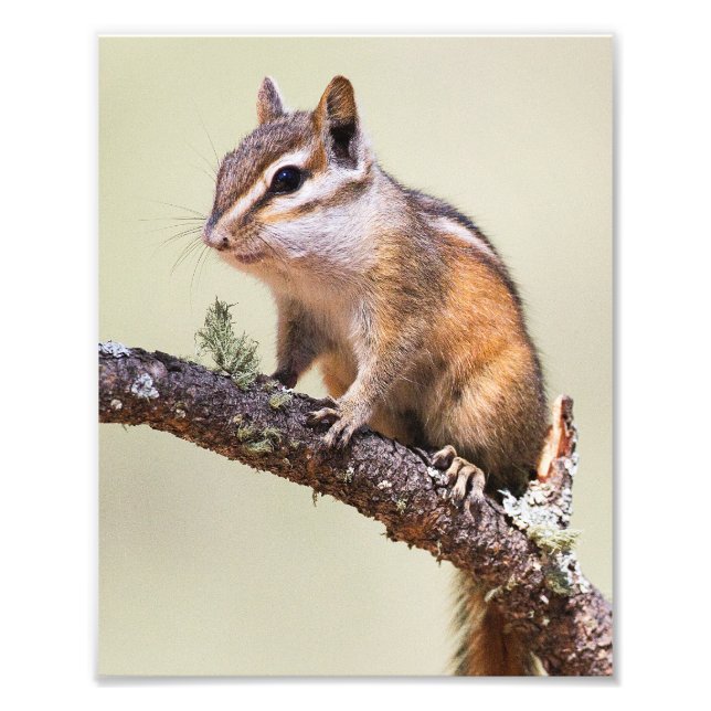 Impression Photo Mignonne chipmunk (Devant)
