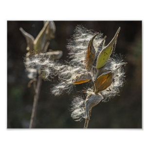 Impression Photo Milkweed