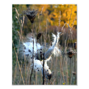 Impression Photo Milkweed d'automne