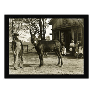 Impression Photo Milwaukee Mule et Farmer Carte postale Vintage