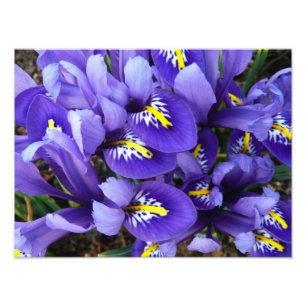 Impression Photo Miniature Bleu Irises Printemps Floral