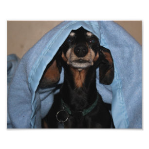 Impression Photo Miniature Dachshund regarde un Boo