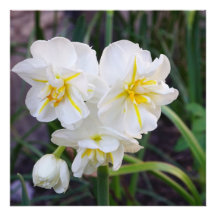 Miniatures de jonquilles 24"x24"