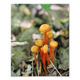 Impression Photo Minuscules champignons sauvages orange 8x10 Nature