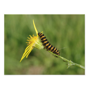 Impression Photo Mite de cinabre Caterpillar sur le Ragwort