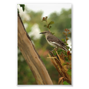 Impression Photo Mockingbird dans un myrte crêpe