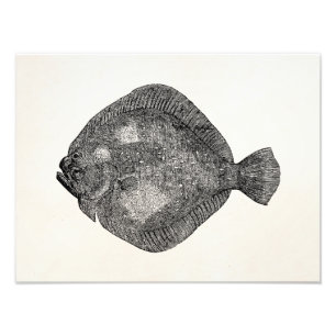 Impression Photo Modèle de poissons Turbot vintage - Modèle de pois