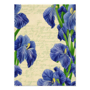Impression Photo Modèle d'éphémère vintage de fleurs d'iris bleues
