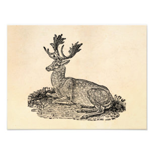 Impression Photo Modèle d'illustration de cerfs en jachère vintage
