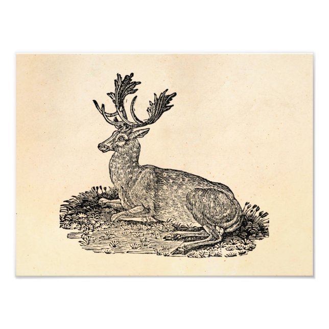 Impression Photo Modèle d'illustration de cerfs en jachère vintage  (Devant)