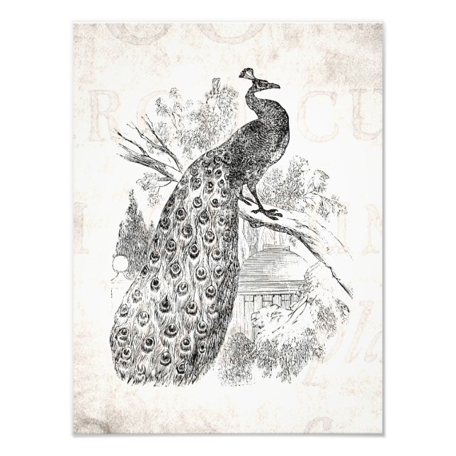 Impression Photo Modèle d'illustration Retro Peacock vintage des an (Devant)