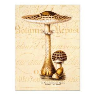 Impression Photo Modèle vintage de champignons d'Agricus de