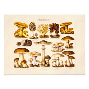 Impression Photo Modèle vintage de champignons de variété de