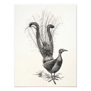 Impression Photo Modèle vintage d'illustration de l'oiseau-lyre