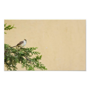 Impression Photo Moineau