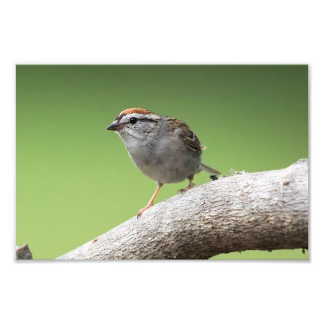 Impression Photo Moineau domestique (Devant)