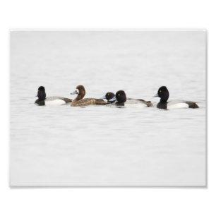 Impression Photo Moins grand nombre de femmes Moins de canard