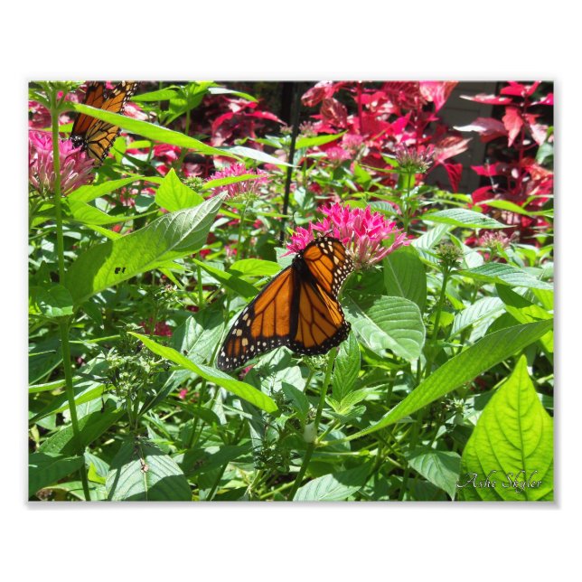 Impression Photo Monarque Butterflies (Devant)