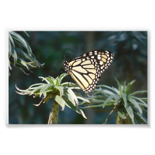 Impression Photo Monarque En Attente (Devant)