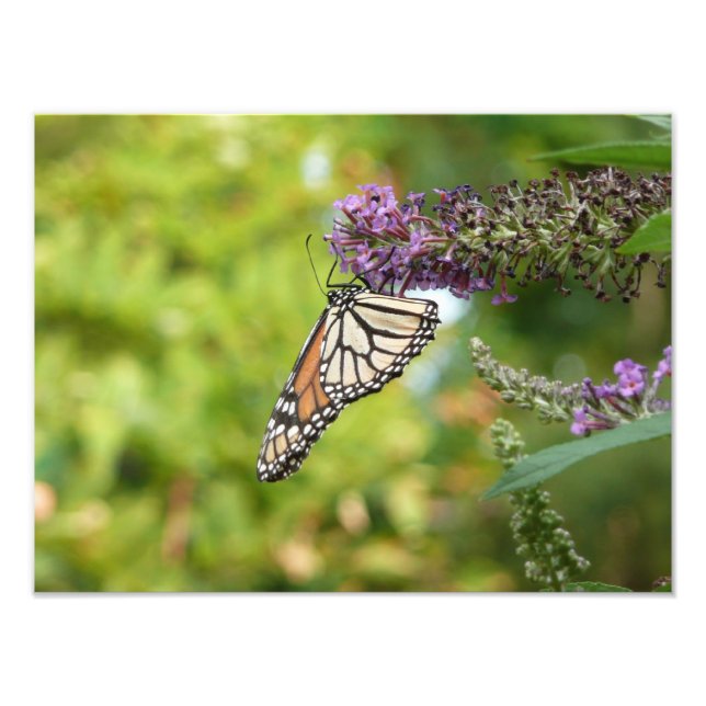 Impression Photo Monarque sur Buddleia (Devant)