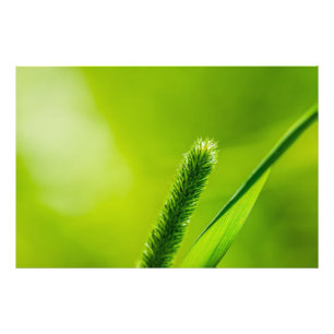 Impression Photo Monde vert