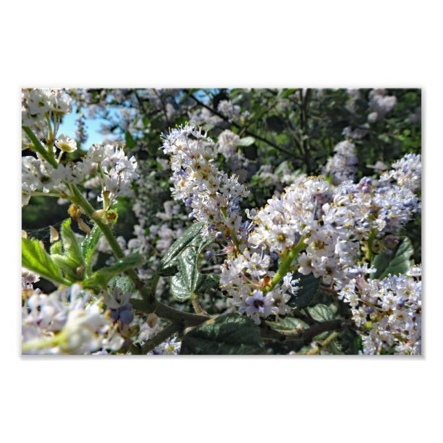 Impression Photo Montagne Brown (Devant)