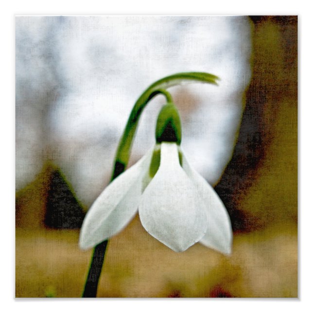 Impression Photo Moody Snowdrop (Devant)