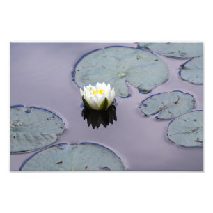 Impression Photo Moody Water Lily