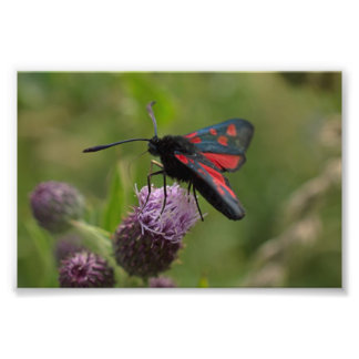 Impression Photo Moth Burnet à cinq points