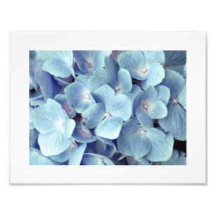 Impression Photo Motif bleu doux Hydrangea