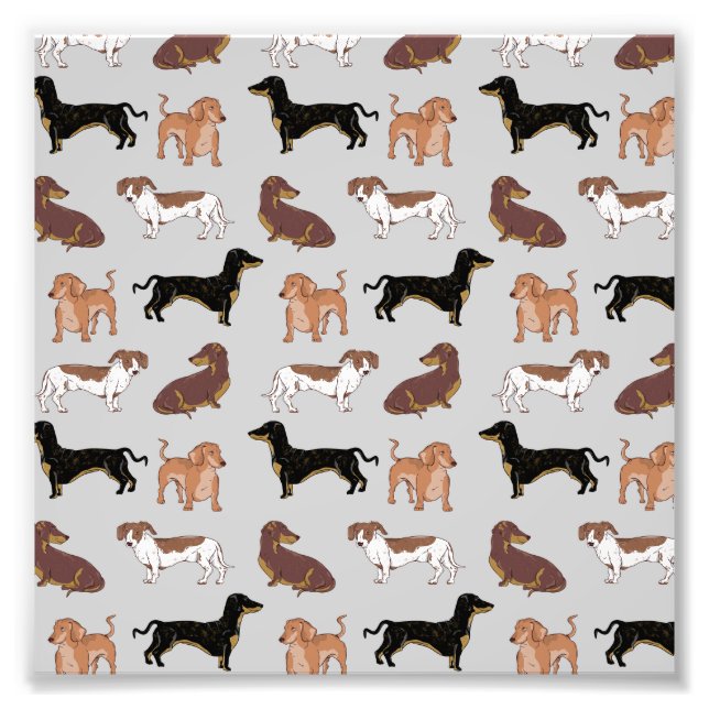 Impression Photo Motif chien Dachshund (Devant)
