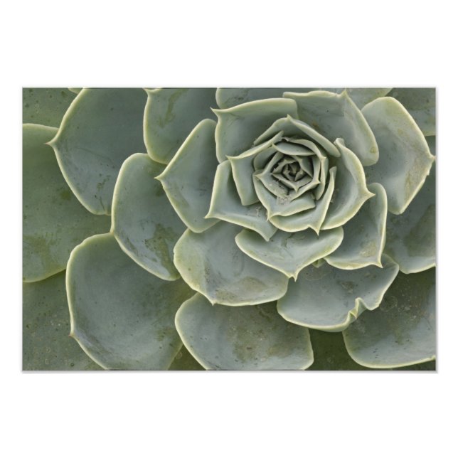 Impression Photo Motif de cactus (Devant)
