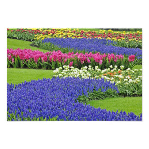 Impression Photo Motif de Grape Hyacinth, tulipes et 3