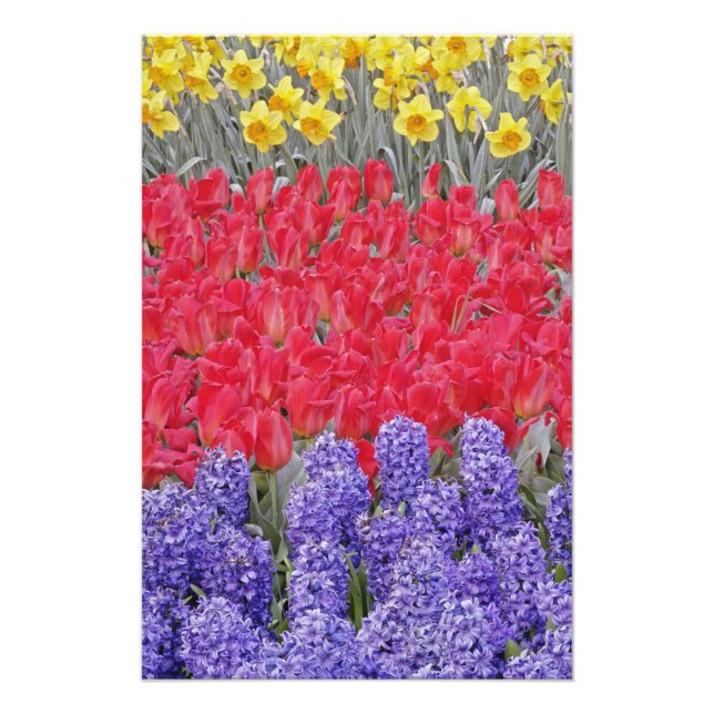 Impression Photo Motif de jacinthe, de tulipes et de jonquilles, (Devant)