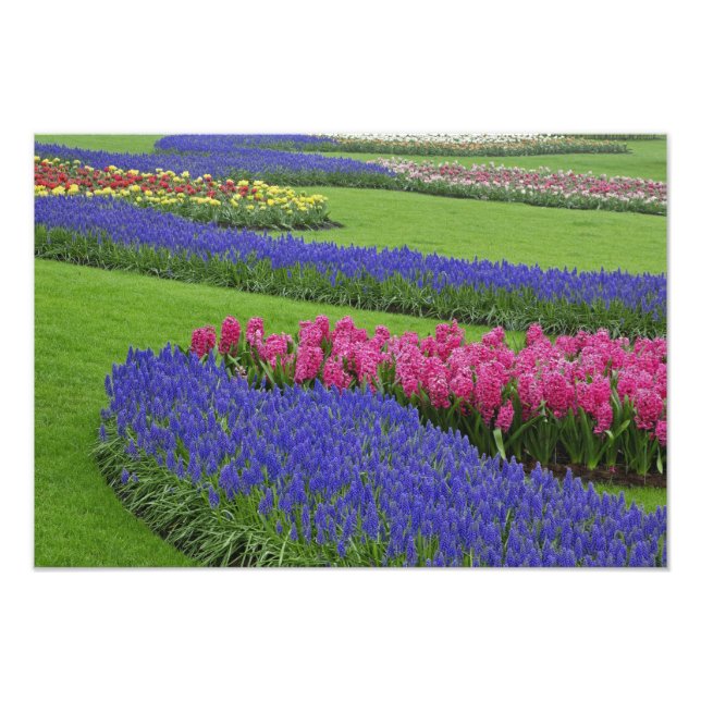 Impression Photo Motif de jacinthe des vignes, de tulipes et de (Devant)