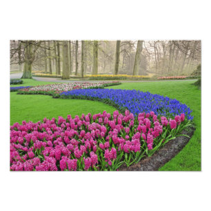 Impression Photo Motif de jacinthe des vignes, tulipes et 2