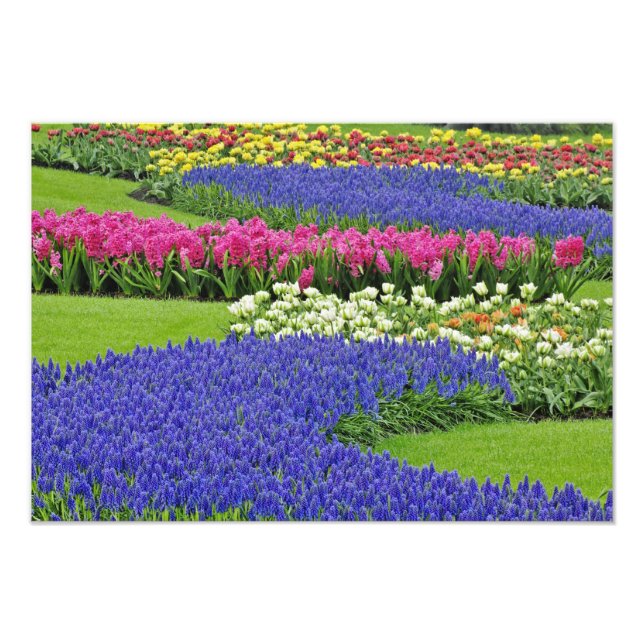 Impression Photo Motif de jacinthe des vignes, tulipes, et 3 (Devant)