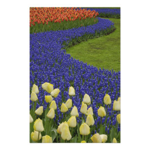 Impression Photo Motif de jardin de fleurs de Muscari et 2
