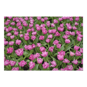 Impression Photo Motif de jardin de tulipes, jardins de Keukenhof,