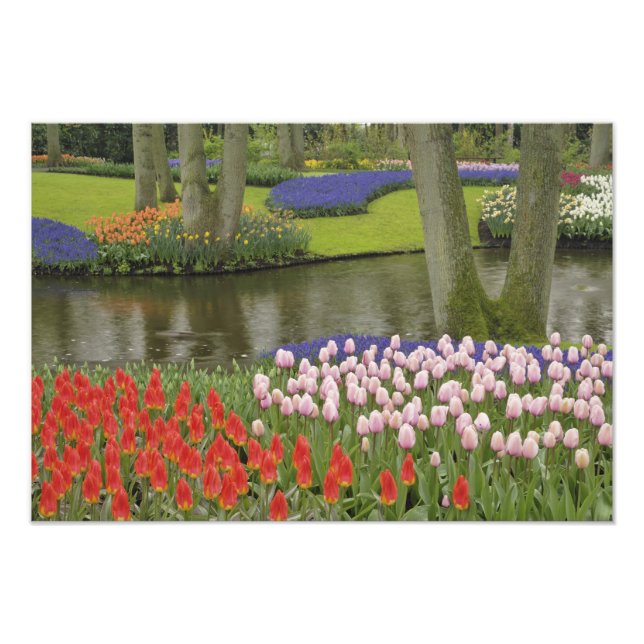 Impression Photo Motif de tulipes et de fleurs de jacinthe de raisi (Devant)