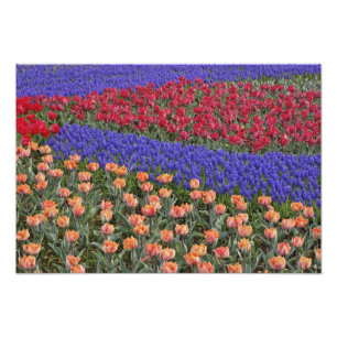 Impression Photo Motif de tulipes et de fleurs de muscari,