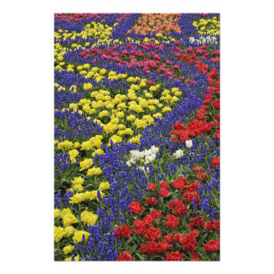 Impression Photo Motif de tulipes et de fleurs de Muscari, 2