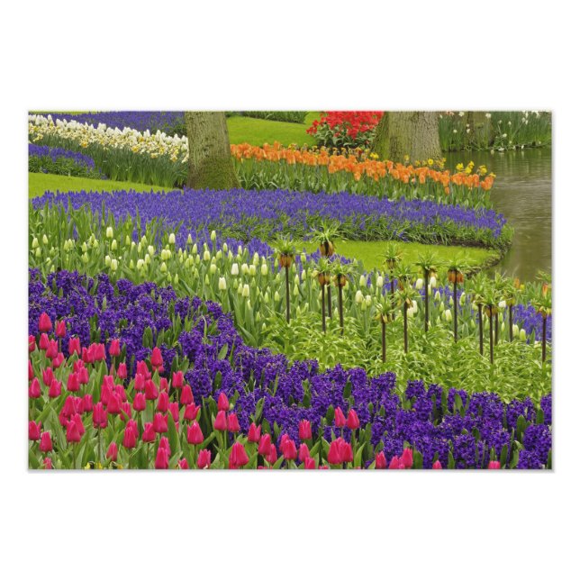 Impression Photo Motif de tulipes jacinthe et muscari (Devant)