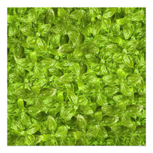 Impression Photo Motif Feuille Basil