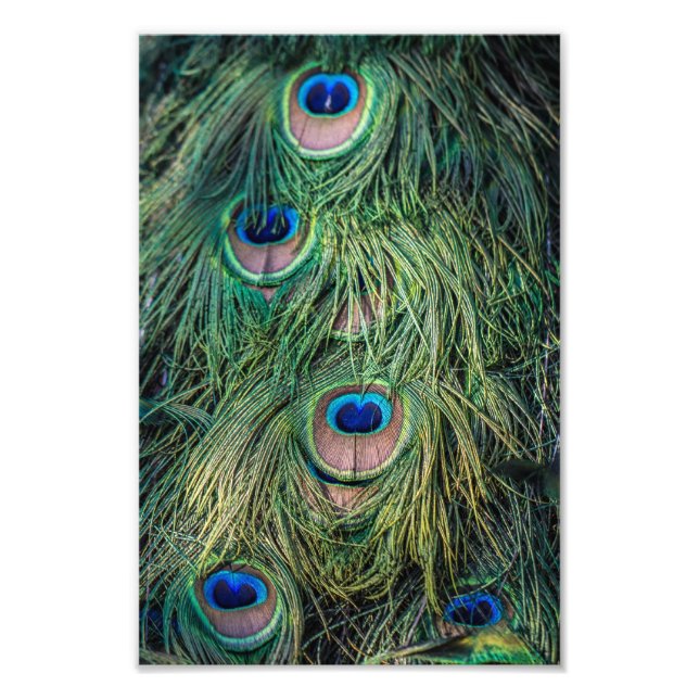 Impression Photo Motif Peacock Feather (Devant)