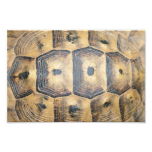 Impression Photo Motif Tortoise Shell