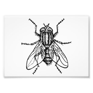 Impression Photo Mouche de Chambre