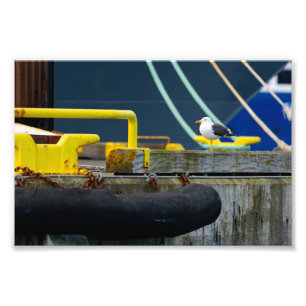 Impression Photo Mouette debout sur une jambe dans la colorée Reykj