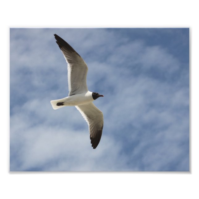 Impression Photo Mouette en vol (Devant)